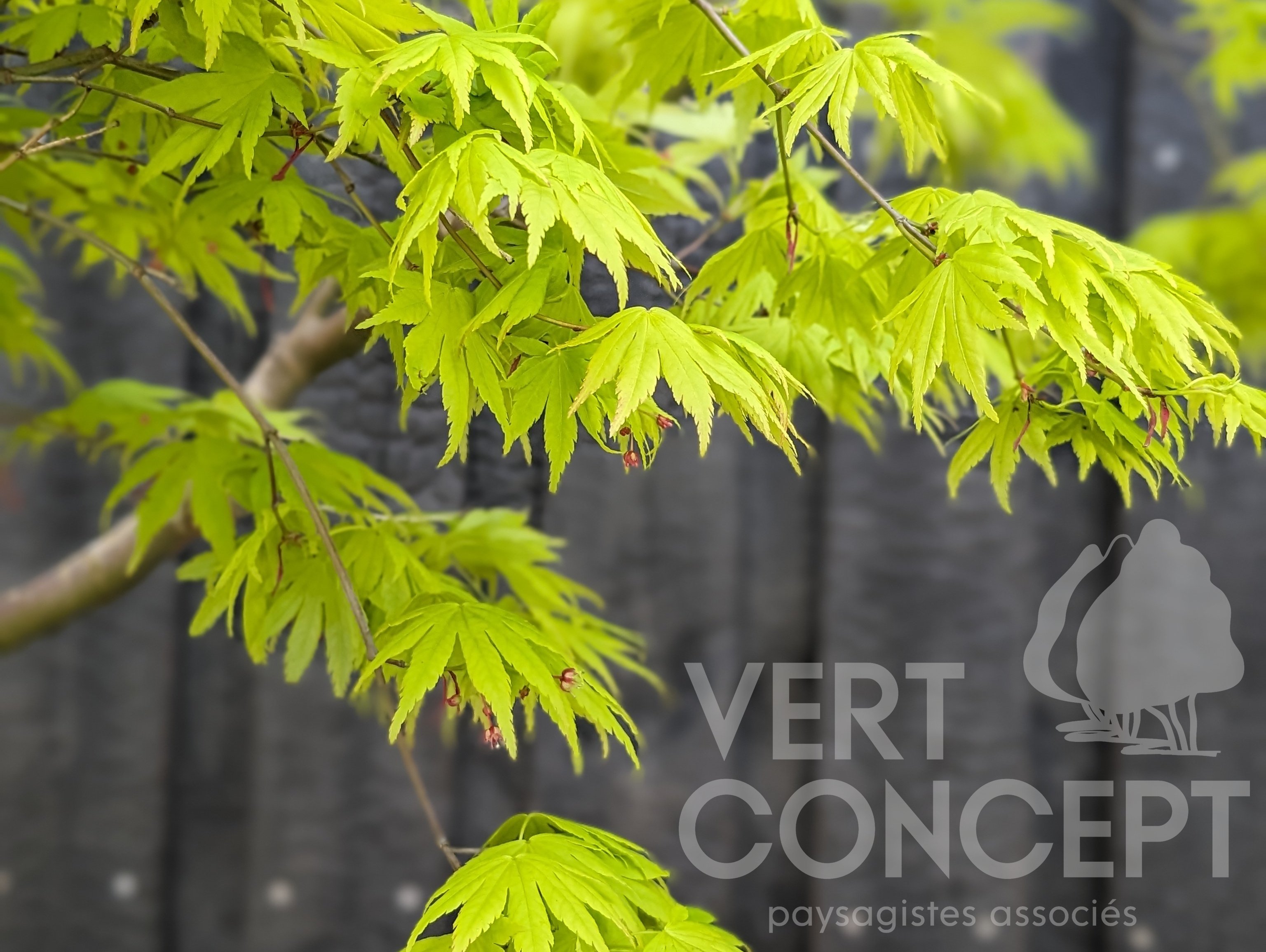 Vert Concept Paysage